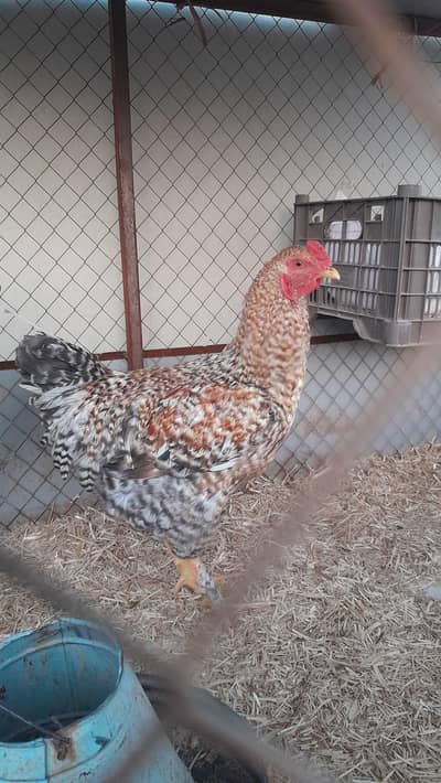 fancy aseel cross breeder murgha