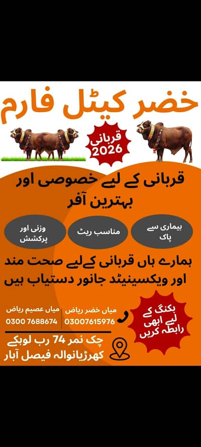 Bull / Bachra / Wacha / Desi bachre / Qurbani ka janwar / Qurbani 2026
