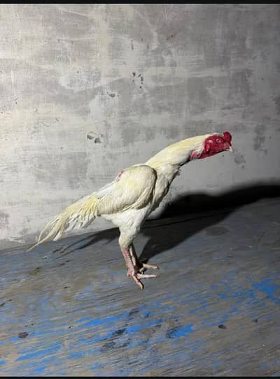 chaska parti dur raha