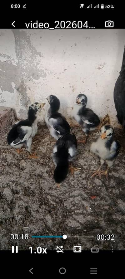 Aseel chick for sale