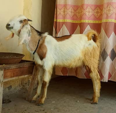 bakra qurbani k liay 2 danta 03073210585