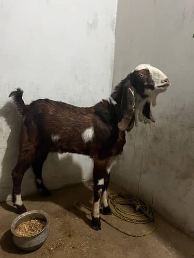 eid bakra qurbani wala bakra