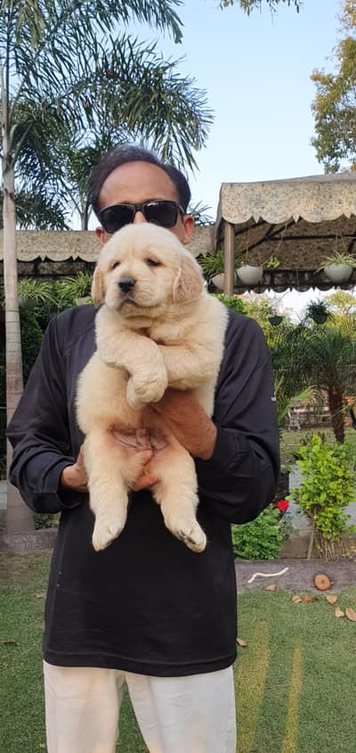 Golden Retriever Puppies Male and Female Both are Available