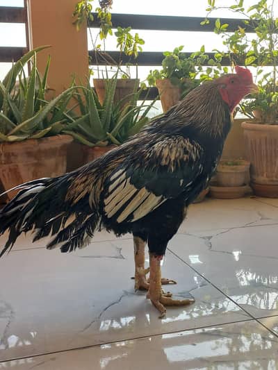 Mushka Adult Male for Sale
