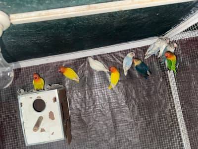 Different love birds breeding pairs also with eggs