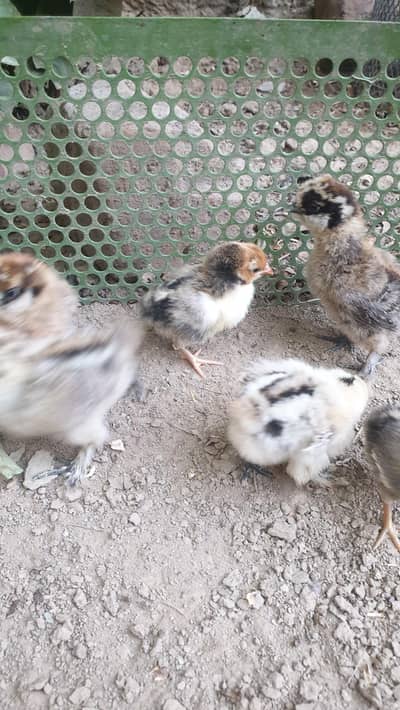 golden sebrite,  silkii chicks
