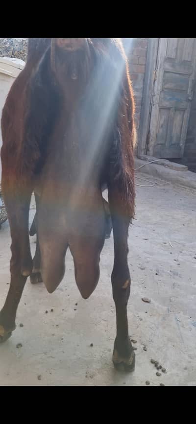 dasi bakri hn 2.5 sey 3liter dhood wali 03261625706