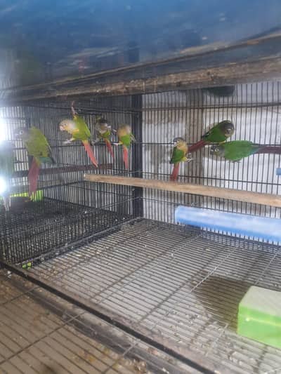 MashaAllah Lovebirds bird n Conure available for sale