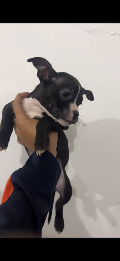 Pitbull puppies pair available for sale in very cheap price