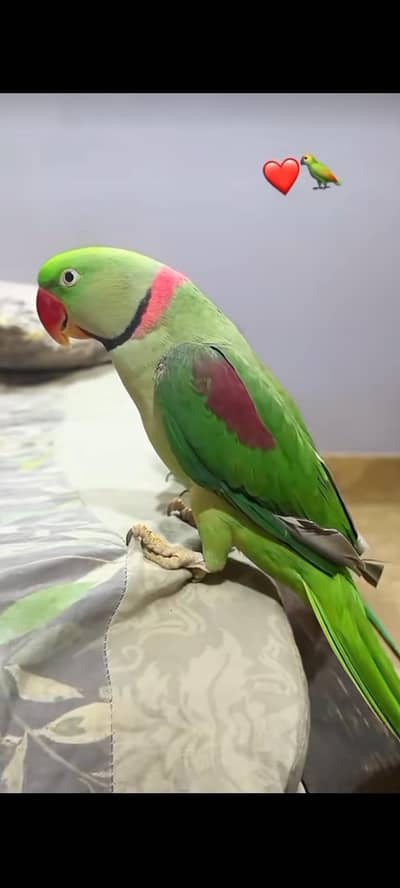 RAW PARROT HANDTAM TOKING