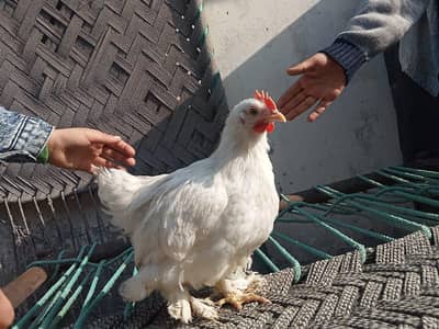 exchang posibal only parrot chick ke sath