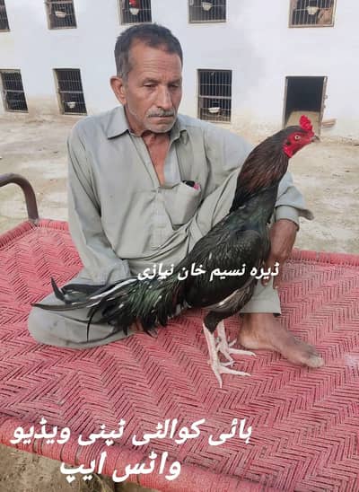 High Mushka Lasani Aseel murga