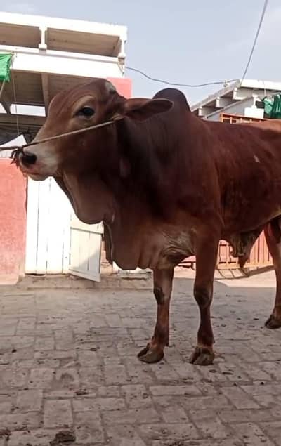 Qurbani ka janwar 2026 | bull |  2 dant Bachry | Desi bachrae |cow |