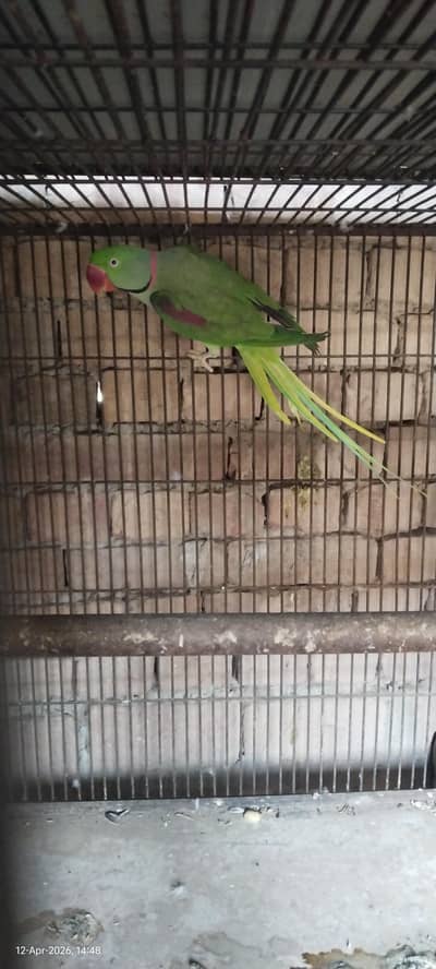 Raw parrot breeder pair available with box