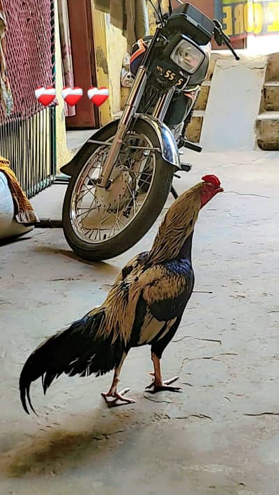 pure jawa old blood for sale 03297361975