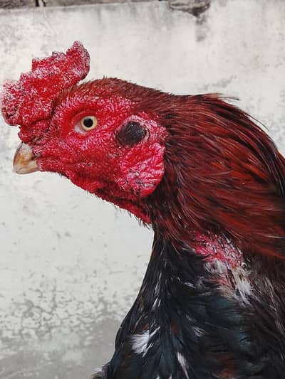 aseel mianwali qualta aseel   khalis breed tote ki Tara ki chunch hai