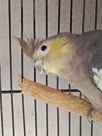 breeder female cocktail with eggs