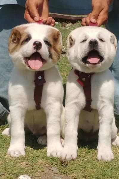 king alabai puppies security Dog available for sale