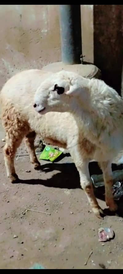 2 Dumbe Ghar ka paele we he. ache wazan m hen jis bahi ko chye rabta k