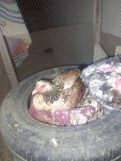 Aseel or misree murgi