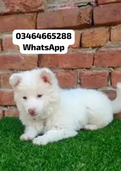 Russian poppy dogs 2 month age pink nose full active