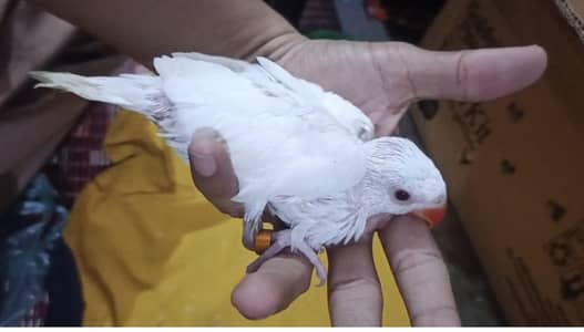 Rinknack waith or yellow baby healthy