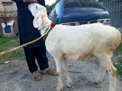 Dunba sheep for sale , Sheep | White turkey dunba | white dumba sheep