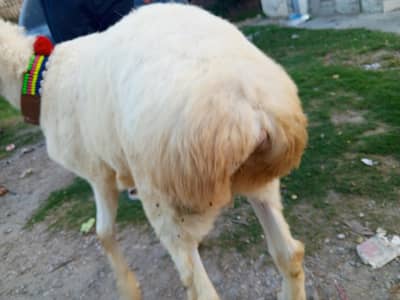Dunba sheep for sale , Sheep | White turkey dunba | white dumba sheep