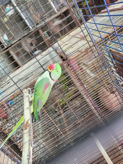 Alexander | Raw Parrot | Pahari breeder talking healthy male
