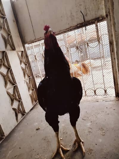 Top Quality Shamo Aseel Murga