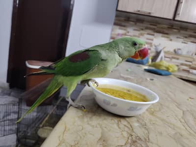 5month raw pahari chick for sale