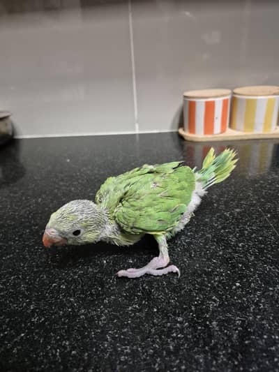 Hand-Fed Baby Ringneck Parrot – Tame & Healthy