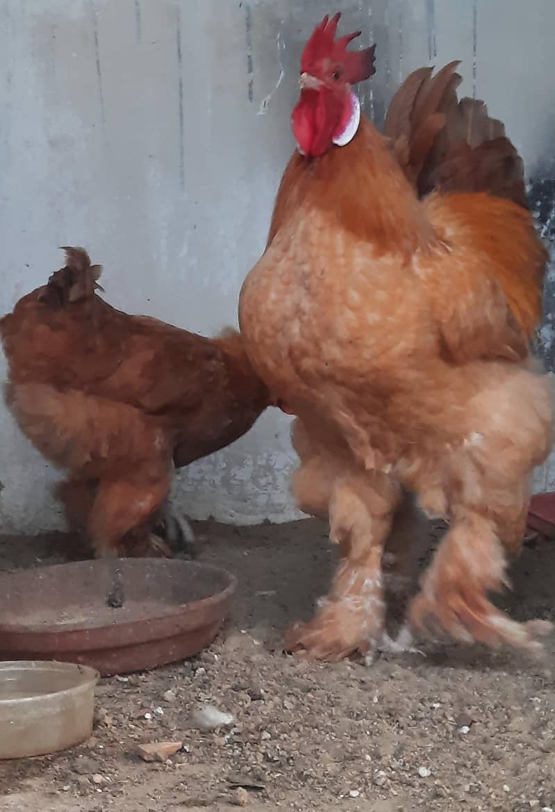 GOLDEN BUFF chicks 0