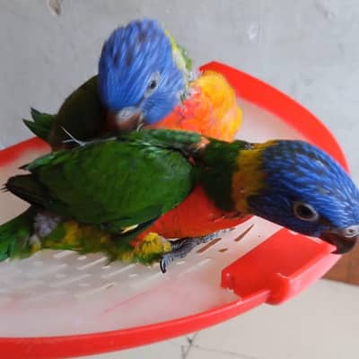 red collar lorriekeets