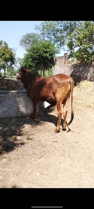 sahiwal bull bachra washa qurbani 2026