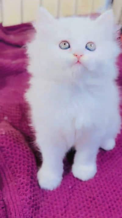 Beautiful Persian female kitten for sale  03251923475 Whatsapp number