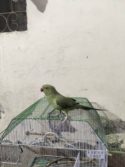 Indian ringneck