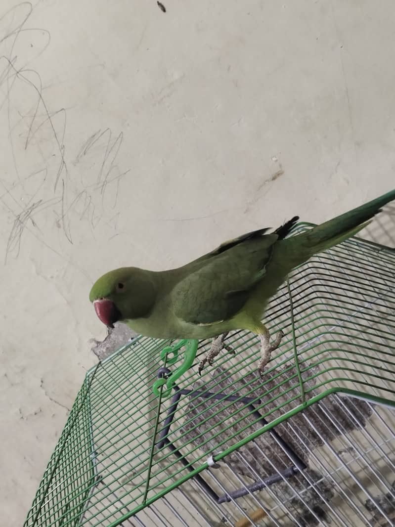 Indian ringneck 1