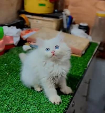 Persian cat triple cod for sale,my WhatsApp 03265565734