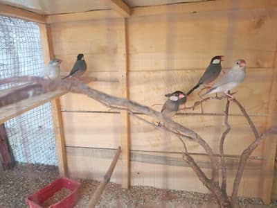 java finch