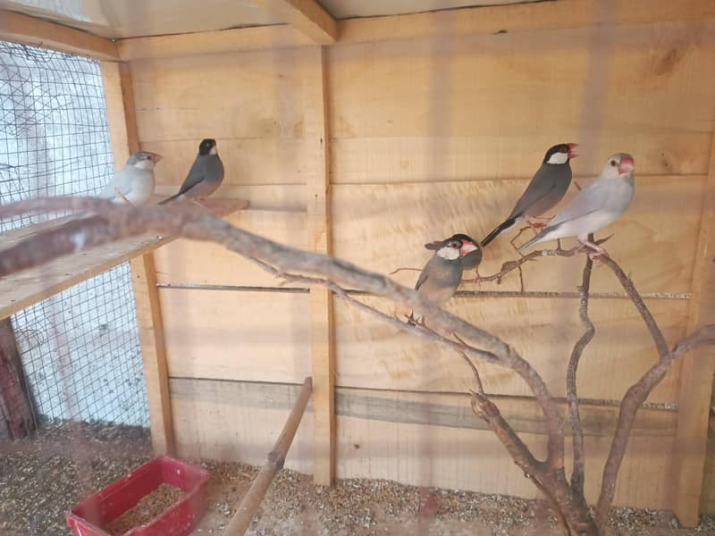 java finch 0
