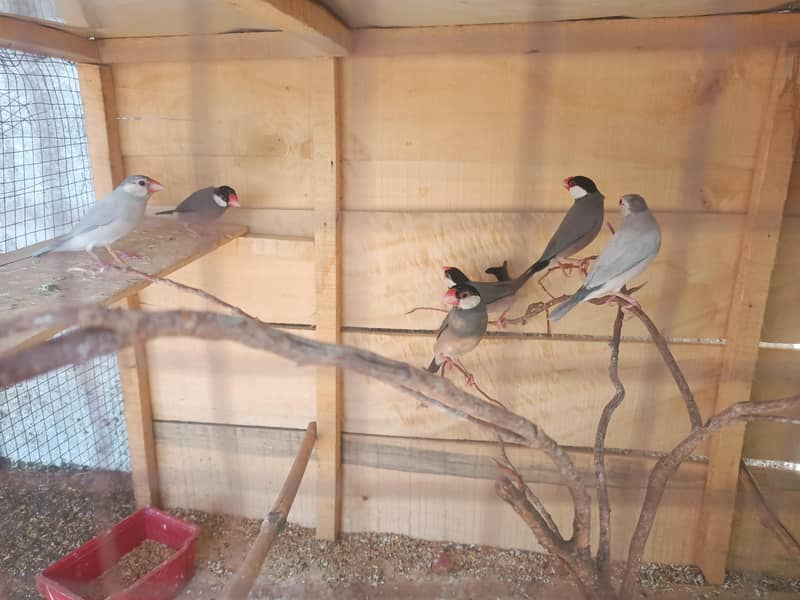 java finch 1