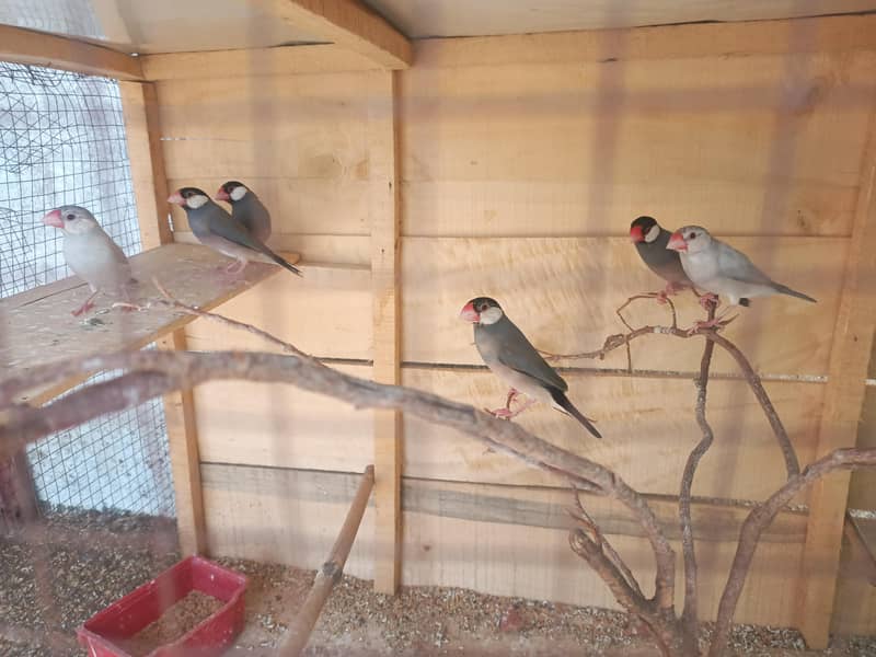 java finch 2