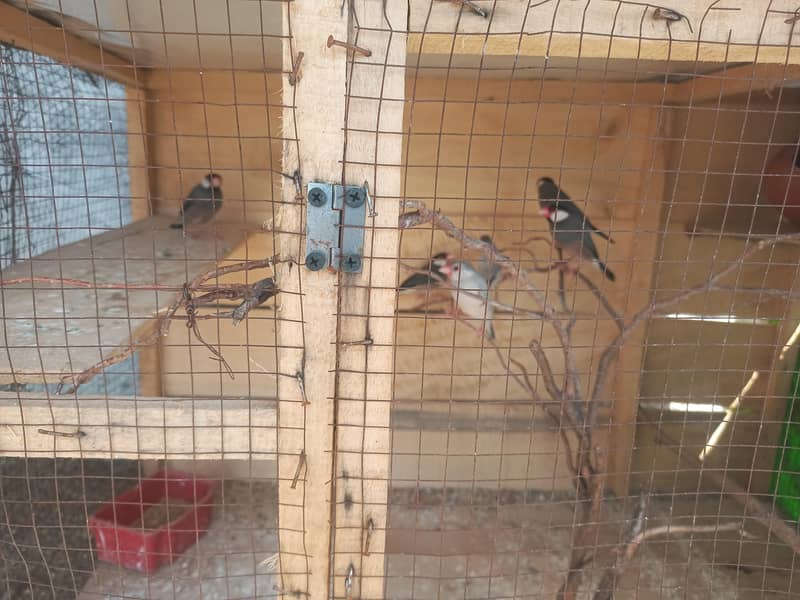 java finch 3