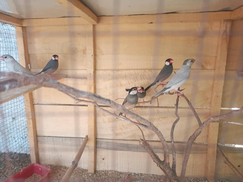 java finch 4