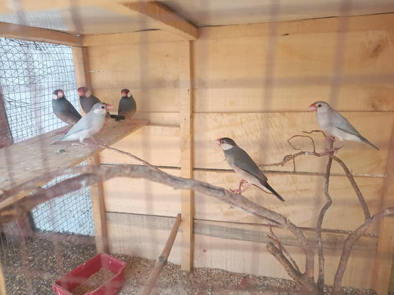 java finch 5