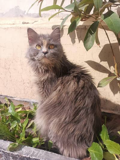 percian cat for sale