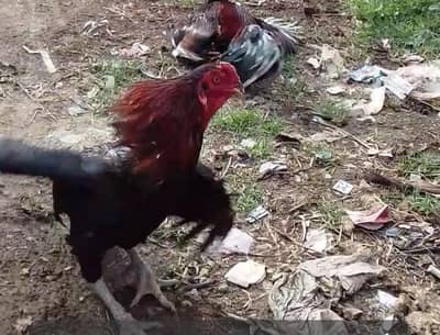 aseel japnees thi murga for sale