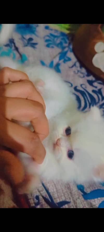 male  odd and one blue eyes white colour persion kitten