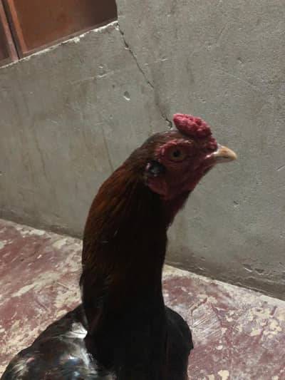 pure Aseel Black Murga